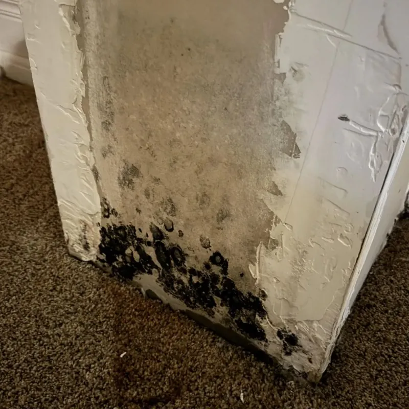 Professional Mold Removal in Donley County, TX